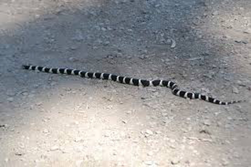 banded snake